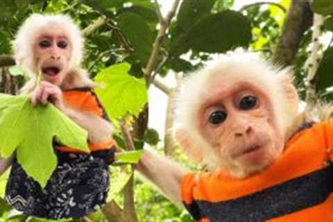 Baby monkey Tony climbs in the garden and helps dad pick chili