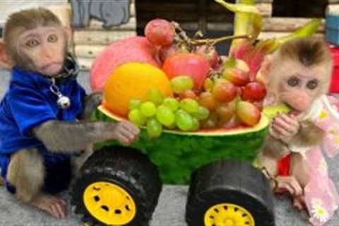 Bim Bim enjoys a fruit party on a watermelon truck