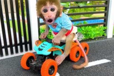 Monkey Baby Bon Bon rides a motorbike to buy food and play in the park with the puppy
