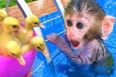 Monkey Baby Bon Bon eat watermelon with puppies & open surprise egg containing duckling at the..