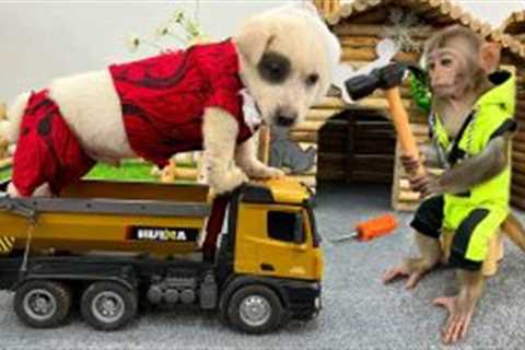 Puppy steals Bim Bim’s car so funny