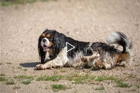 Dachshund Ready to make you Happy Awesome Puppies Sausage Dog video Living with weiner Teckel Takca