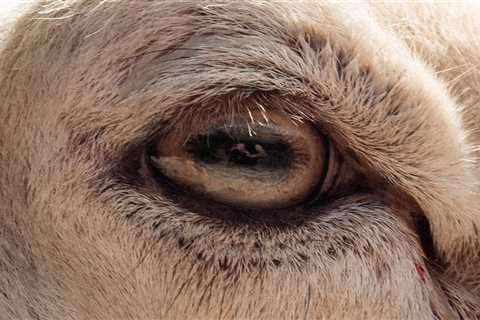 A Guide to Common Goat Eye Diseases - Critter Ridge