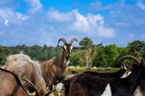 The Grazing Habits of Meat Goats - Critter Ridge