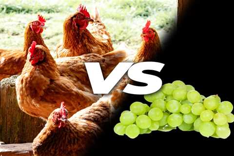 Can Chickens Eat Grapes? - Critter Ridge