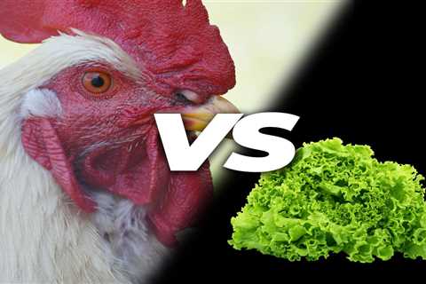 Can Chickens Eat Lettuce? - Critter Ridge