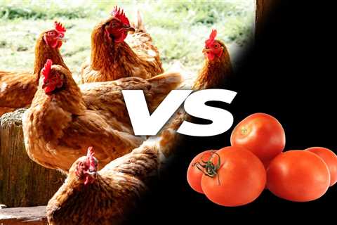 Can Chickens Eat Tomatoes? - Critter Ridge