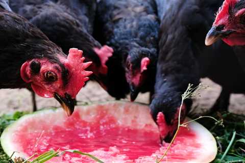 Can Chickens Eat Watermelon? - Critter Ridge
