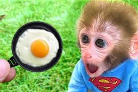 Monkey Baby Bon Bon eats eggs with fruit & puppy play with baby rabbit in the garden