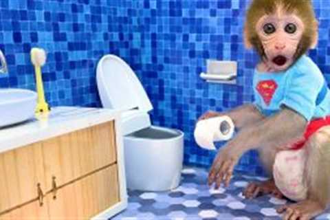 Monkey Baby Bon Bon cleans the toilet and eats fruit with the puppy at the pool
