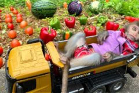 Farmer Bim Bim harvest vegetables to feed Amee dog