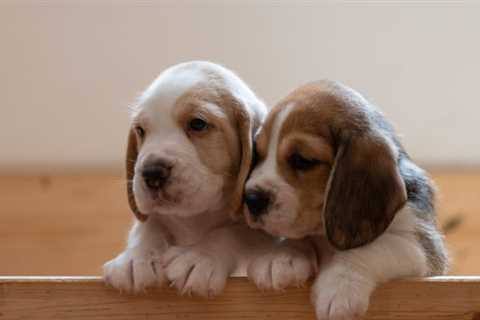 Beagle Is the Smallest Breed of Dog Similar to a Foxhound