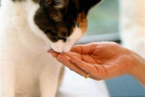 How to Train Your Cat - Yes, it's Possible! - Hill's Pet Nutrition for Dummies