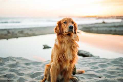 Golden Retriever an Awesome Pet for Families with Children