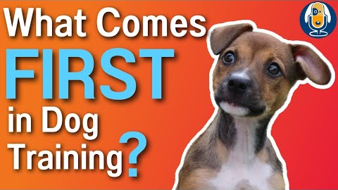 Dog Training With Layered Shaping: Why Classical Conditioning Must Come First #171 #podcast