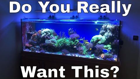 Do You Really Want A Saltwater Tank?