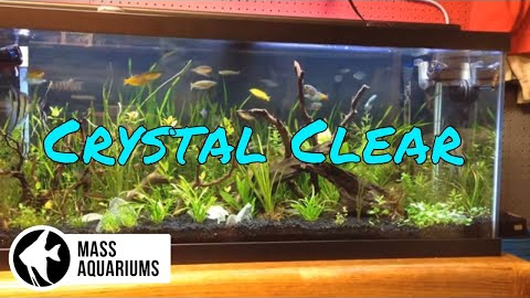 How to Keep CRYSTAL CLEAR water in your AQUARIUM/ Clean Fish Tank Water