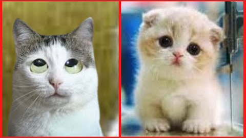 Why Watch Cat Video? Baby Cats - Cute and Funny Cat Videos Compilation