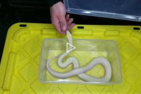 How to Quickly Tame/Socialize Your Pet Snake with Multiple Examples