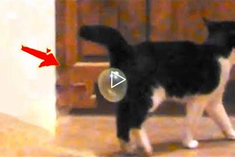 Try Not To Laugh | Funniest Cat Videos In The World | Funny Animal Videos #91