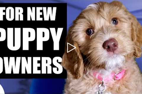 Your Complete First Week Puppy Training Plan