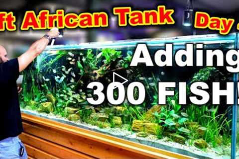 Building An 8ft - 1000L African River Tank: ADDING 300 FISH! (Day 4)