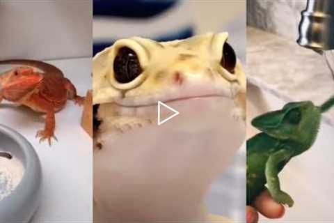 🦎🦎 Cute Leopard Gecko, Bearded Dragon, Lizards and Chameleons Compilation Reptile Pets Videos.