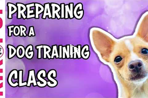 Preparing for a DOG TRAINING CLASS - professional dog training