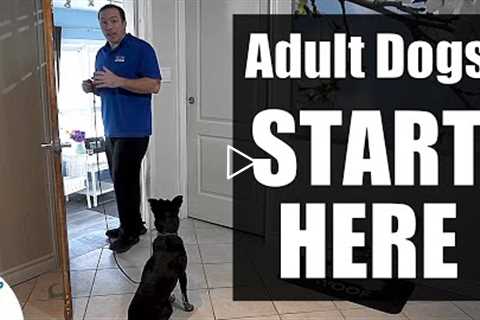 The First Steps For Training Your Rescue/Rehomed/Adult Dog!