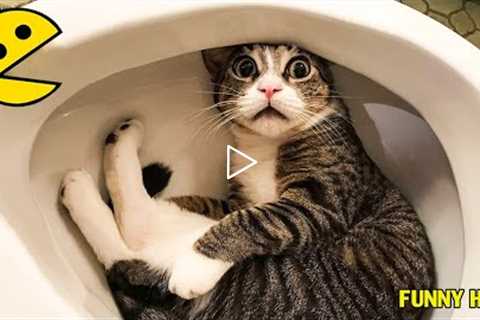 Funny Cat Videos 2022 😂 - Best Funniest Animal Videos ! Funny Hub #funnycats #funnycat