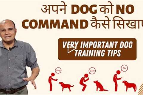 How to Teach 'NO Command' to your Dog | Exclusive Dog Training Tips | Baadal Bhandaari