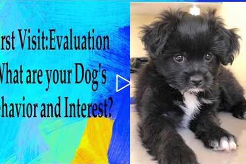 Dog Training: First Visit for Evaluation and Observation || Whats the Interest and behaviors of pet