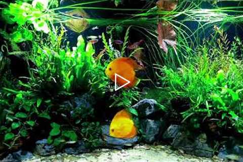 💚 1 HOUR BEAUTIFUL FRESHWATER AQUARIUM • DISCUS FISH TANK • SCHOOLING FISH 💚