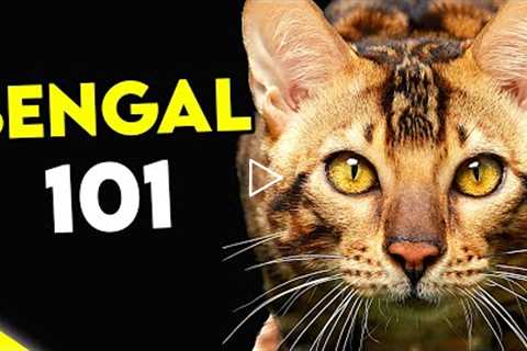 Must Watch BEFORE Getting a BENGAL CAT | Bengal Cat 101