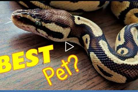 12 Reasons Why Snakes Make FANTASTIC Pets