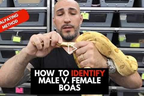 WHAT IN THE HEMIPENES!? How to identify male and female boas by palpating.