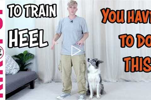 Train Your Dog To HEEL - BEGINNER TIP - Professional Dog Training