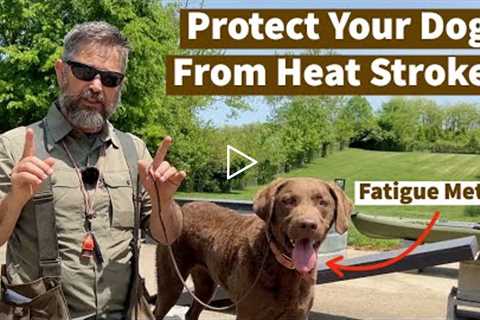 Protect Your Dog From Heat Stroke | Pro Dog Training Tips From Uncle Stonnie