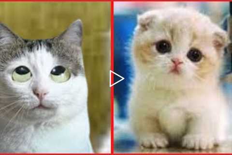 Why Watch Cat Video? Baby Cats - Cute and Funny Cat Videos Compilation