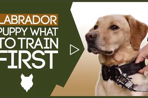 LABRADOR PUPPY TRAINING! What To Train Your Labrador Puppy First!?