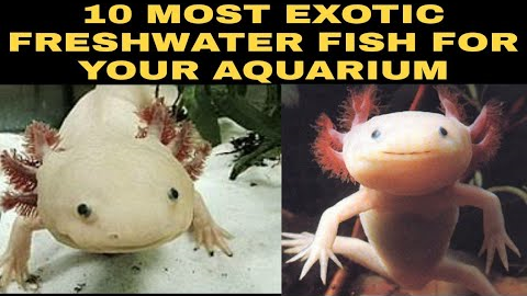 10 MOST EXOTIC FRESHWATER FISH FOR YOUR AQUARIUM