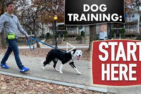 Dog Training Fundamentals (Watch this before any other dog training video)