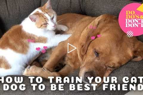 Training Your Cat and Dog to Be Best Friends | Do-do's & Don't-don'ts