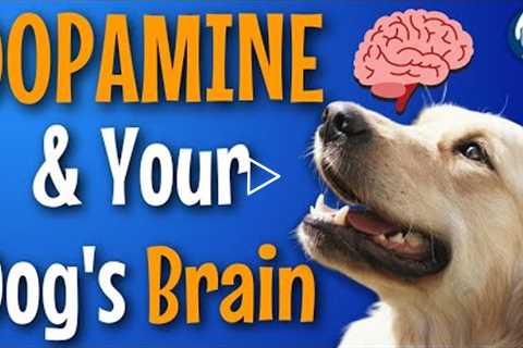 Dopamine In Dog Training: Anticipation, Rewards, And The Transfer Of Value #174 #podcast