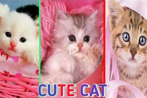 Cute baby cats! Funny videos of cute cats