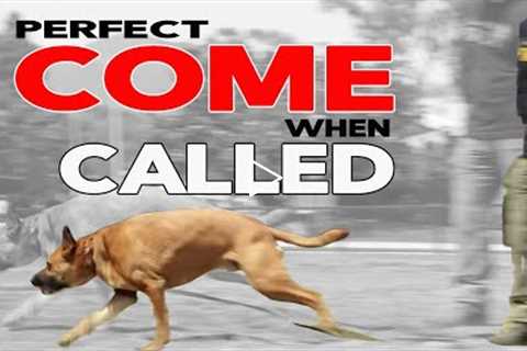 Train Your Dog to COME when CALLED EVERY TIME - Online Dog Training Made Easy