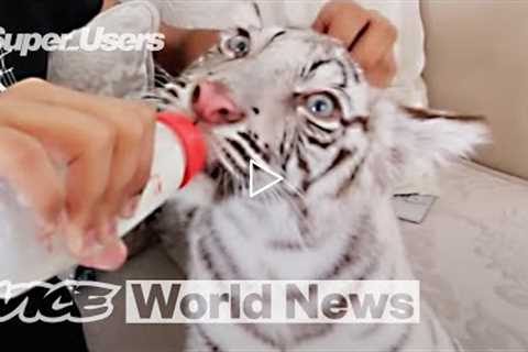 Exposing Dubai’s Exotic Animal Trade via Instagram | Super Users