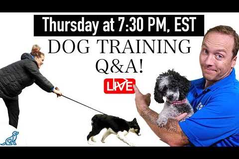 LIVE - Fix Your Leash Walking Problems - Dog Training Q&A