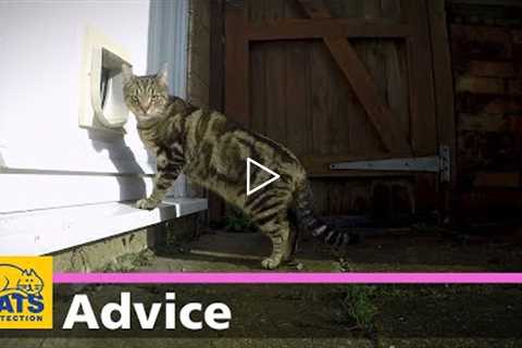 How to teach your cat to use a cat flap