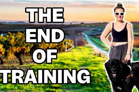 The Guide Dog Training Footage You Never Saw…